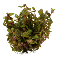 Rotala macrandra1